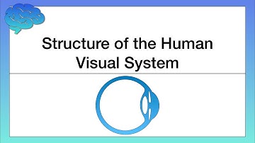 Structure of the Human Visual System
