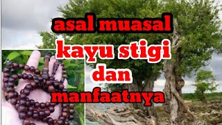 manfaat kayu stigi dan asal usulnya #kayustigi #kayudewandaru #kayugaharu #kayu