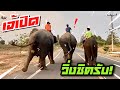 เจ้ลำพูน ไพบูลย์เปิดกันแล้ว คนพากย์มันมาก 💯บัวบานวิ่ง❗️एक हाथी,elephant