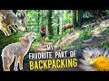 My Favorite Part Of Backpacking! - Animal Encounters On Trail