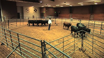 Curt Pate - Stockmanship - Penning a Set of Cattle