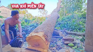 Vô cùng Hồi Hộp !!! Vua khỉ cưa hạ gốc cây Xoài nằm trong hóc kẹt (Phần cuối).