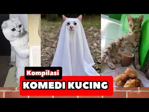Kucing Ngomong Yang Lucu