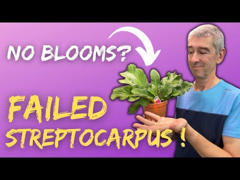 Video: Gesneriads кам көрүү: Gesneriads деген эмне жана Gesneriads көбүнчө өстүрүлгөн түрлөрү
