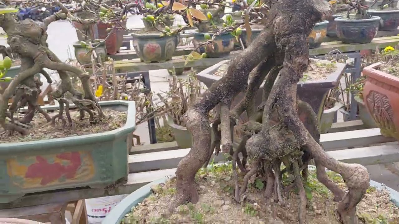 Mai vàng Bình Định ngày 13 âm lịch