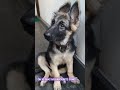 Puppy listening to her favourite song! #germanshaphered #dog #cutepet #puppy #manikemagehithe