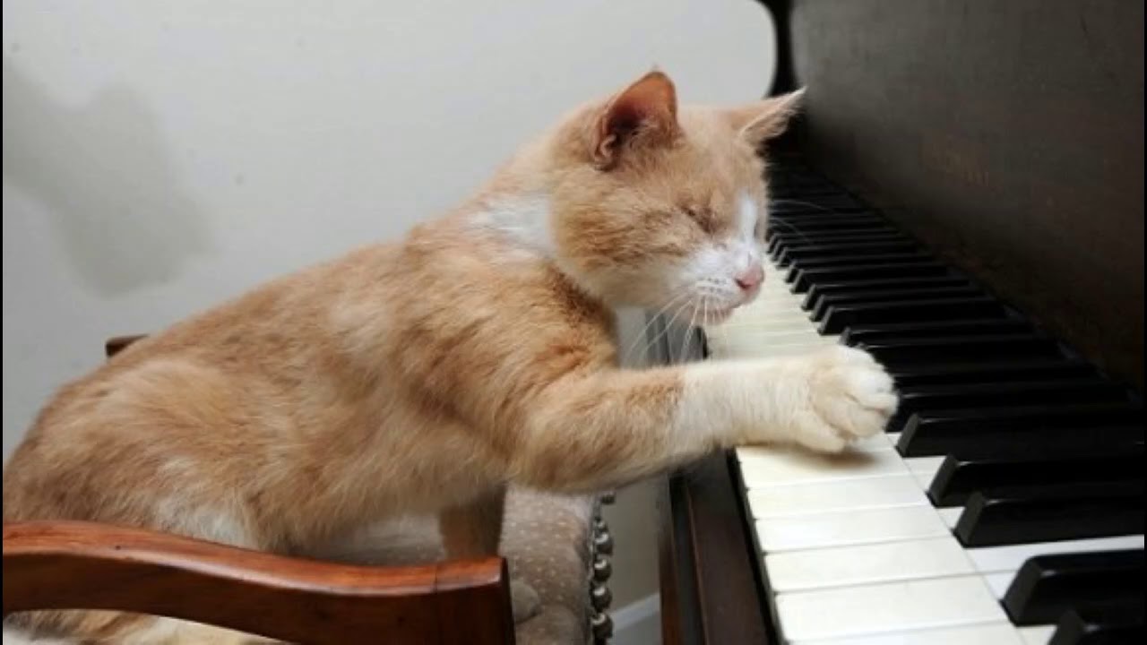 He can play piano. Музыкальные коты. Пианино «котёнок». Кот на пианино. Кот-музыкант.