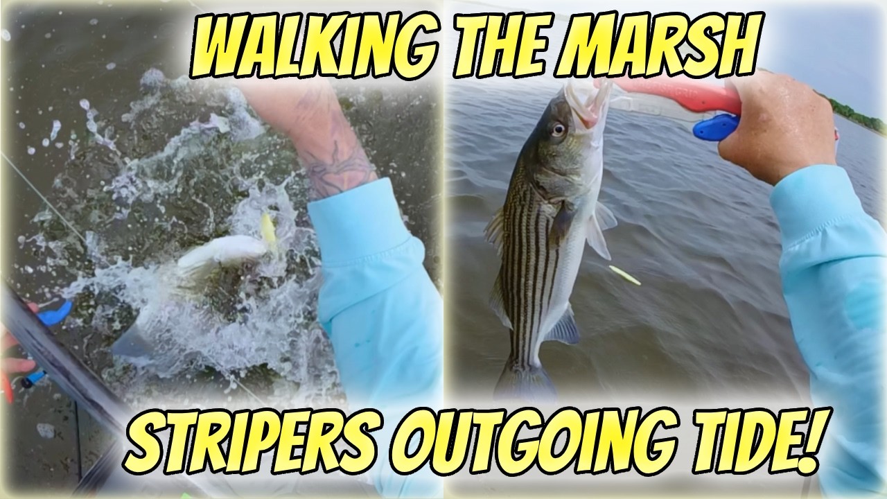 Walking the Marsh for Striped Bass on the Outgoing Tide!
