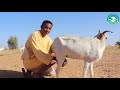 جديد العم حماده التوعية من الحرائق والمحافظة على المراعي جديد العم حماده التوعية من الحرائق والمحافظة على المراعي