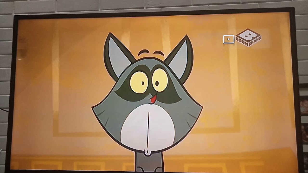 Alert Raccoon!!!!😱😱😱😱 - YouTube