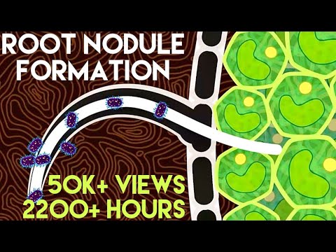 Root Nodule Formation | Biological Nitrogen Fixation | Rhizobium | Mineral Nutrition | NEET Biology