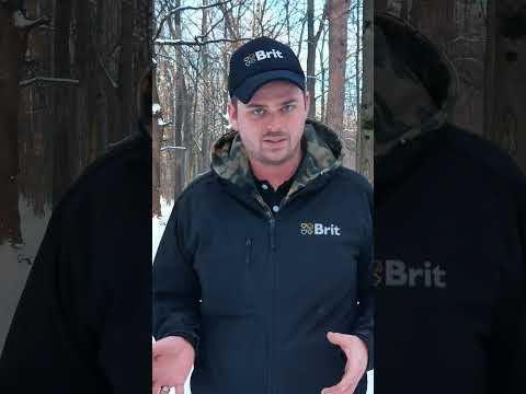 Топ 5 советов кинолога для идеальной прогулки с собакой