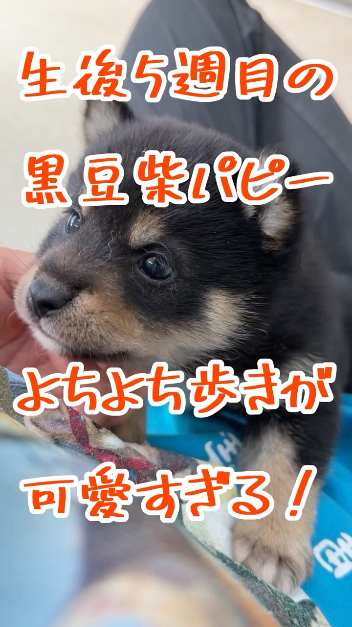 Mame Shiba Inu houzannsou - YouTube