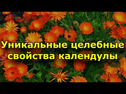 Уникальные целебные свойства календулы