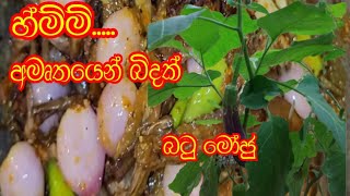 මේ නත්තලට මං හැදූ වම්බටු මෝජුව