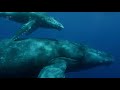 Humpback Whale Birth of a Giant !
