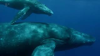 Humpback Whale Birth of a Giant ! by Tekneautik 290,124 views 4 years ago 46 minutes