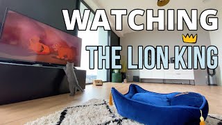 Lord Louis - Watching the Lion King by Lord Louis XIII 1,909 views 3 years ago 2 minutes, 9 seconds