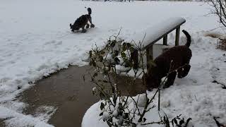 Squish And Mia In The Snow.