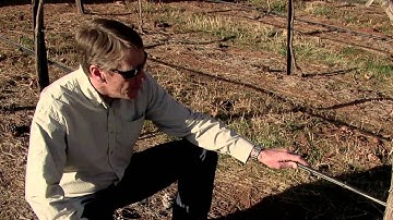 Vineayrd Technology: Drip Irrigation