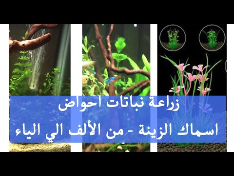فيديو: زراعة نباتات أحواض السمك - كيفية زراعة نباتات أحواض السمك