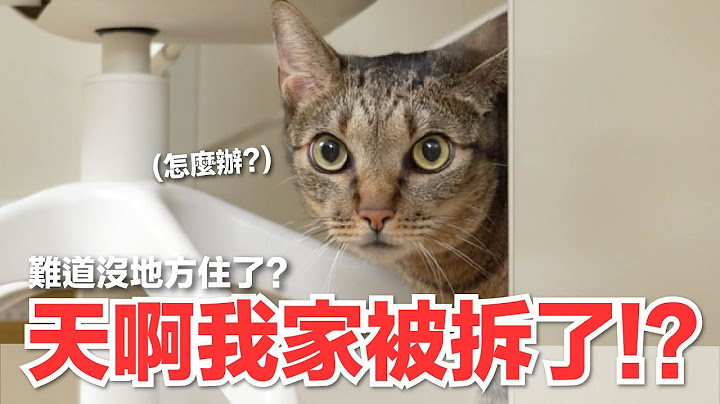 【好味小姐】天啊我家被拆了？難到沒地方住了？｜好味貓日常148