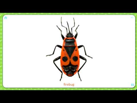 Карточки Домана. Изучаем английский язык. Насекомые и пауки. Insects and spiders.