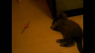 baby Kit discovers new toy! by MrGreyness 388 views 12 years ago 1 minute, 11 seconds