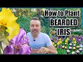 How to Plant Bearded Iris for Beautiful Results - Bareroot planting.