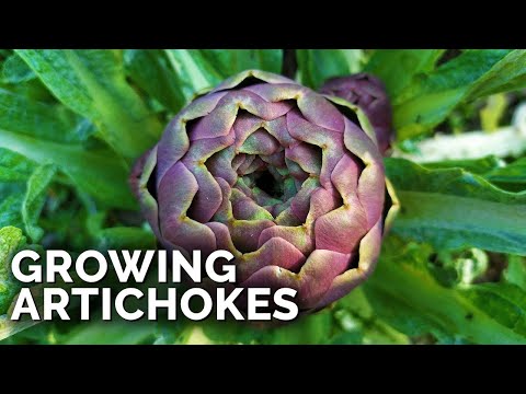 How to Grow Artichokes in ANY Climate