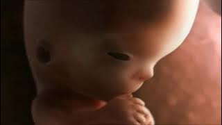 Proses Fertilisasi dan terjadinya kehamilan  serta perkembangan janin pada manusia (3d)