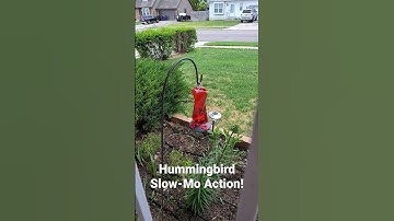 Hummingbird Slow-Motion
