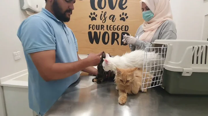 Video 11867961: persiancat persians, persiancat kitten, pets