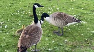 A new dominant male swan at pugneys showing the other swans who is the boss