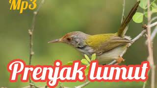 Mp3 Kicau burung prenjak lumut sangat cocok untuk di jadikan suara pikat