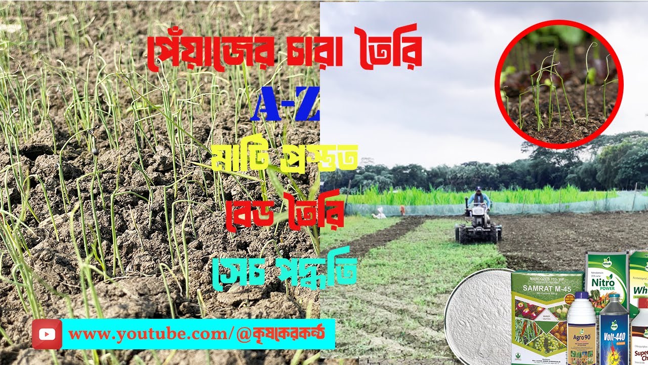 পেঁয়াজের চারা তৈরি  A -Z / চাষ পদ্ধতি / মাটি প্রস্তুত / বেড তৈরি / সেচ পদ্ধতি। ছএাকনাশক কীটনাশক। 