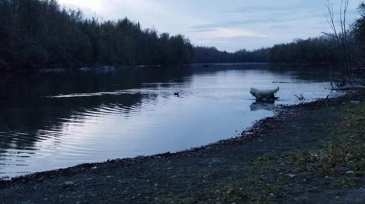 Kiska duck