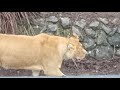 Крики льва в неволе 1 #Screams of a lion in captivity