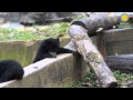 view Andean Bears Explore Their Yard at the Smithsonian&apos;s National Zoo digital asset number 1