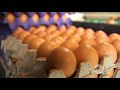 Consejos para la comercialización de huevos sin que se afecte la inocuidad - La Finca De Hoy