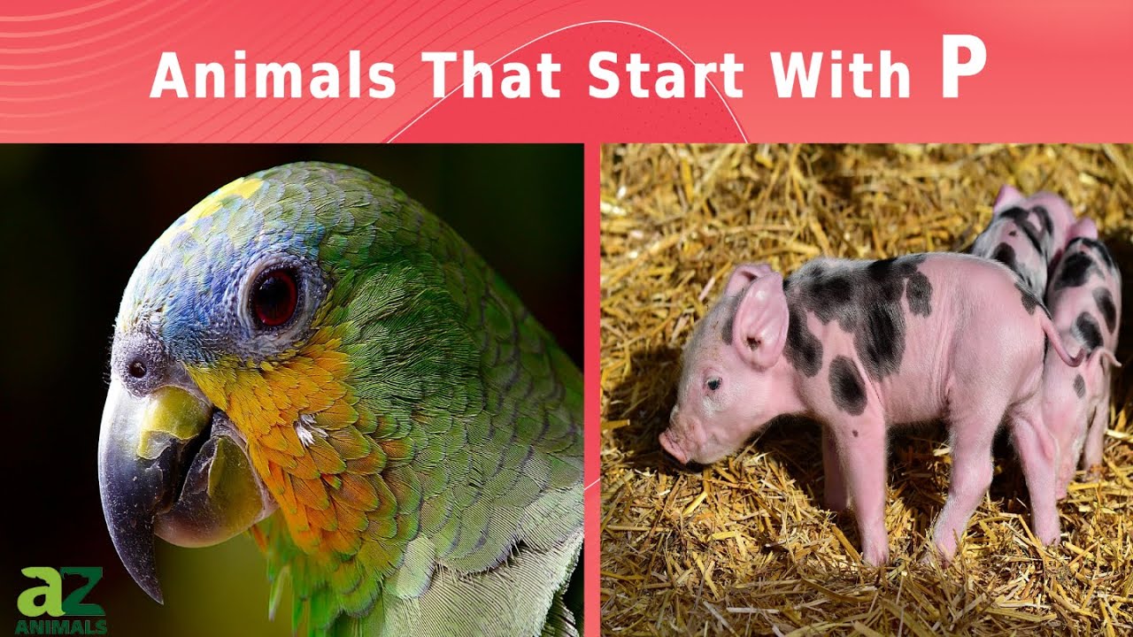 Animals that Start with P - Listed With Pictures, Facts - AZ Animals