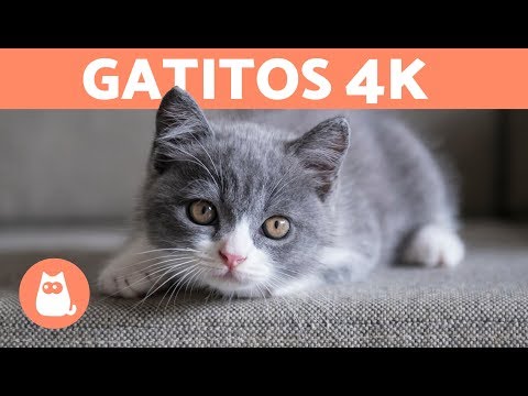 Video: El Jardín Comunitario Para Gatos Les Da A Los Gatos Salvajes Una Segunda Oportunidad En La Vida