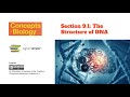 Short Form Lecture for Section 9.1 The Structure of DNA - Concepts of Biology | OpenStax
