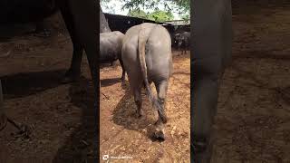 Top Quality Murrah Bull Video !! Bull Videos 2026 !! Dairy Farm !! Yadav Dairy Farm !! Murrah Bull