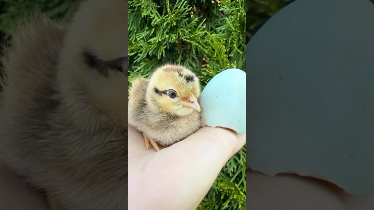 Cream Legbar Chicks! Add some blue egg layers to your flock!