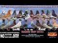 4th genetix off color pigeon show