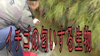 イチゴの匂いがする生物がいるらしい【沖縄】
