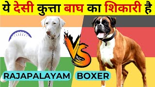 Indian Dog Breeds Vs Foreign Dog Breeds | Rajapalayam vs Boxer | Dog Comparison In Hindi | by Wildlife Claws 636 views 1 year ago 3 minutes, 46 seconds