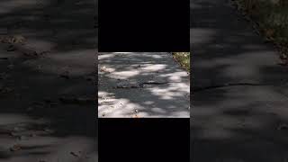 Snake! Saw this earlier during my daily walk! 🐍 #snake