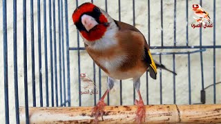 طائر الحسون طيواواطي قالوبي. واحدة من افضل الطيور في العالم | استمع كيف تغني